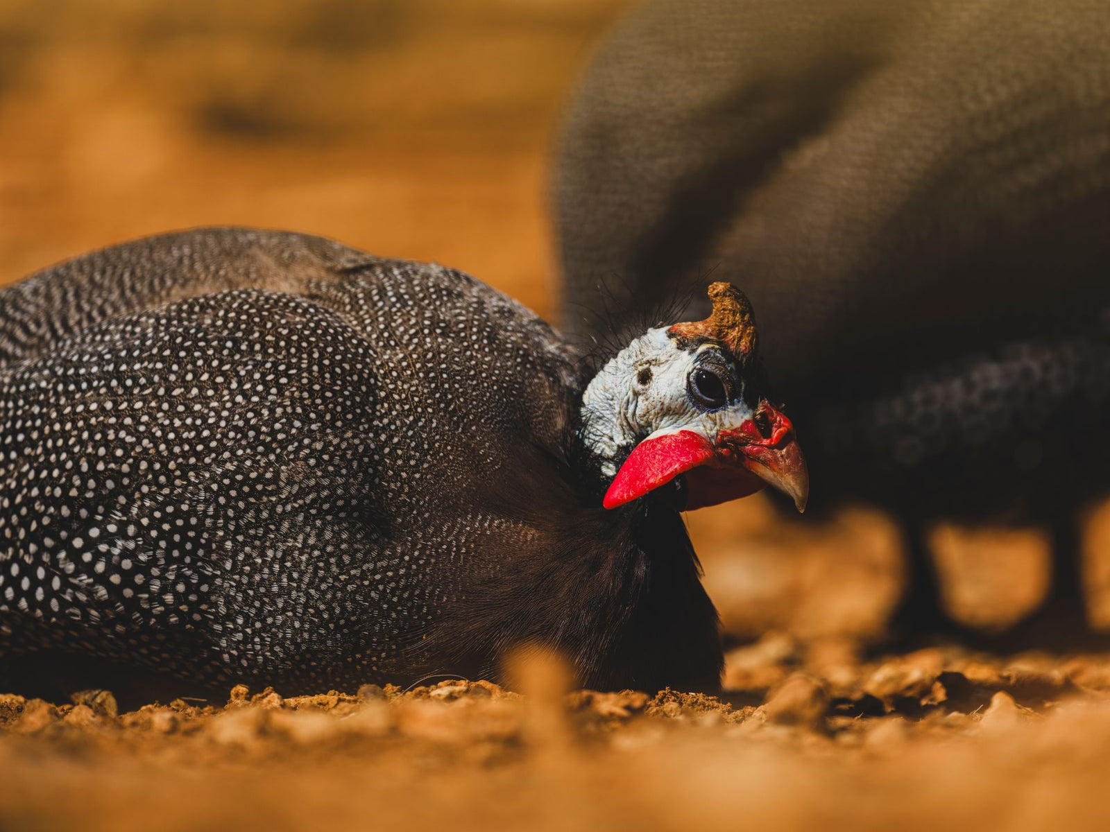 Detailed close-up of a helmeted guinea fowl in a natural outdoor setting.
