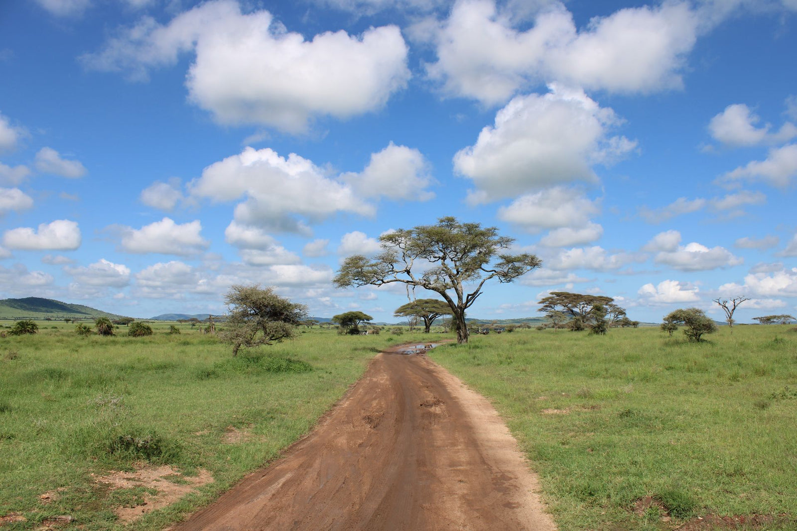 Serengeti landscape with acacia trees — Africa