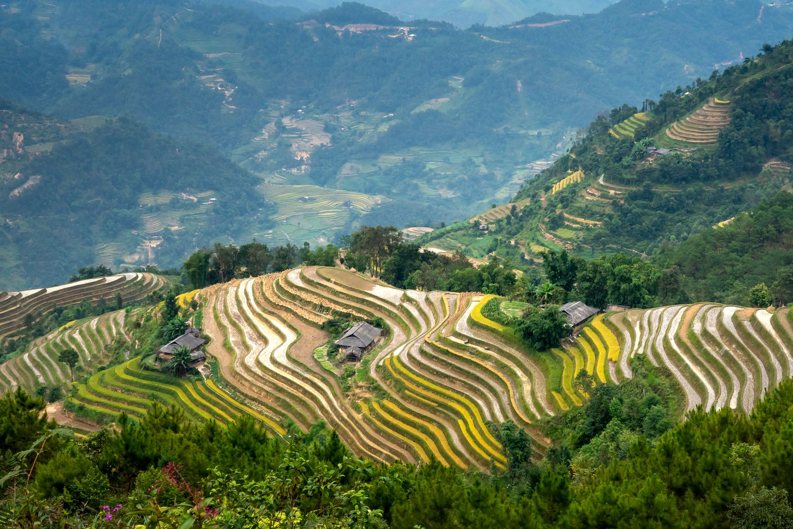 Breathtaking scenery of green hills near rice fields and settlement in countryside in light