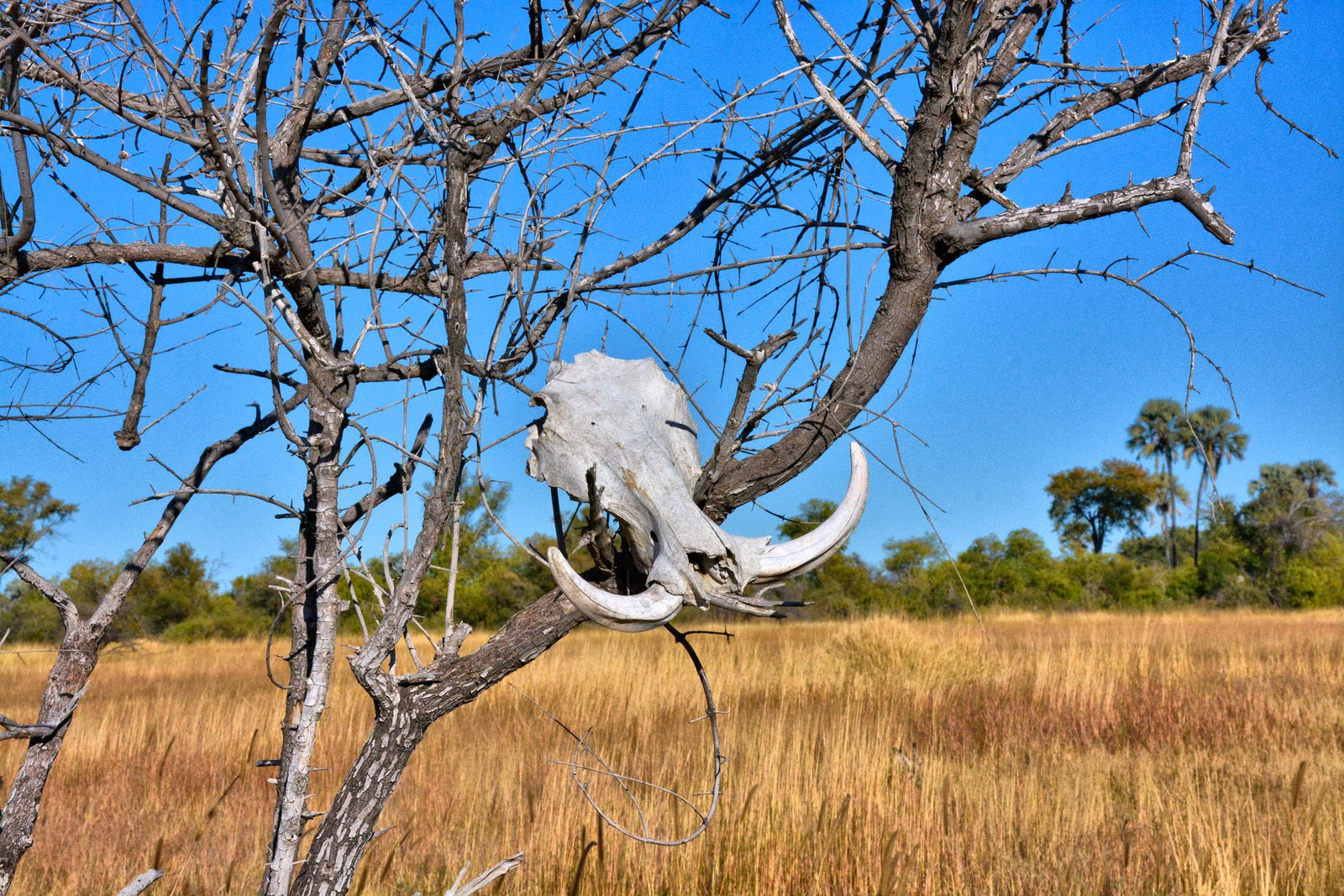 A warthog skull hanging on a tree in the Botswana savanna under a clear blue sky.